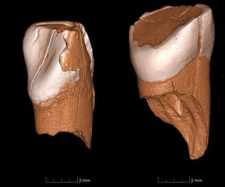 These 3D models show an incisor tooth from two Italian sites, Riparo Bombrini (left) and Grotta di Fumane (right).