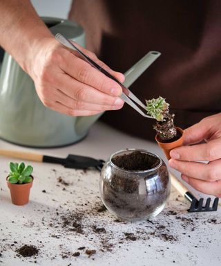 Man's hands using tweezers to repot a mini succulent plant
