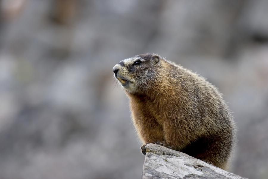 City in China on lockdown after man dies from bubonic plague