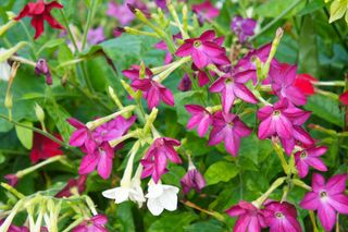 Nicotiana alata flowering tobacco pink flowers