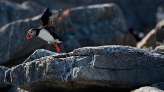 Puffin flying near rocks