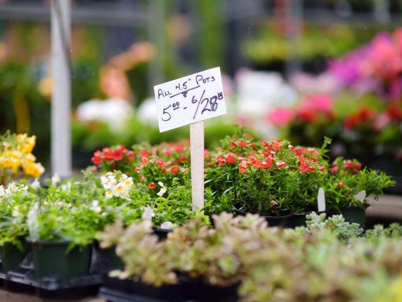 Small containers of plants under a sign that reads &quot;All 4.5&quot; pots 5, 6/28&quot;