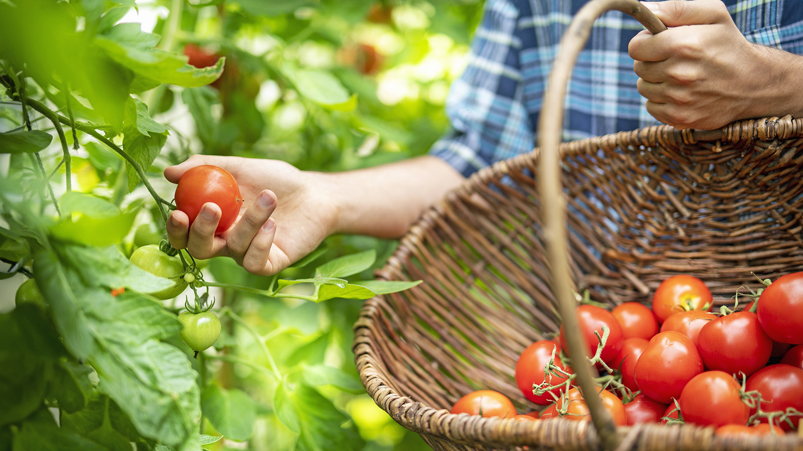 Gardener harvests tomatoes in farmer&#039;s basket