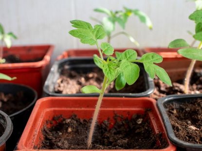 Potted Seedlings