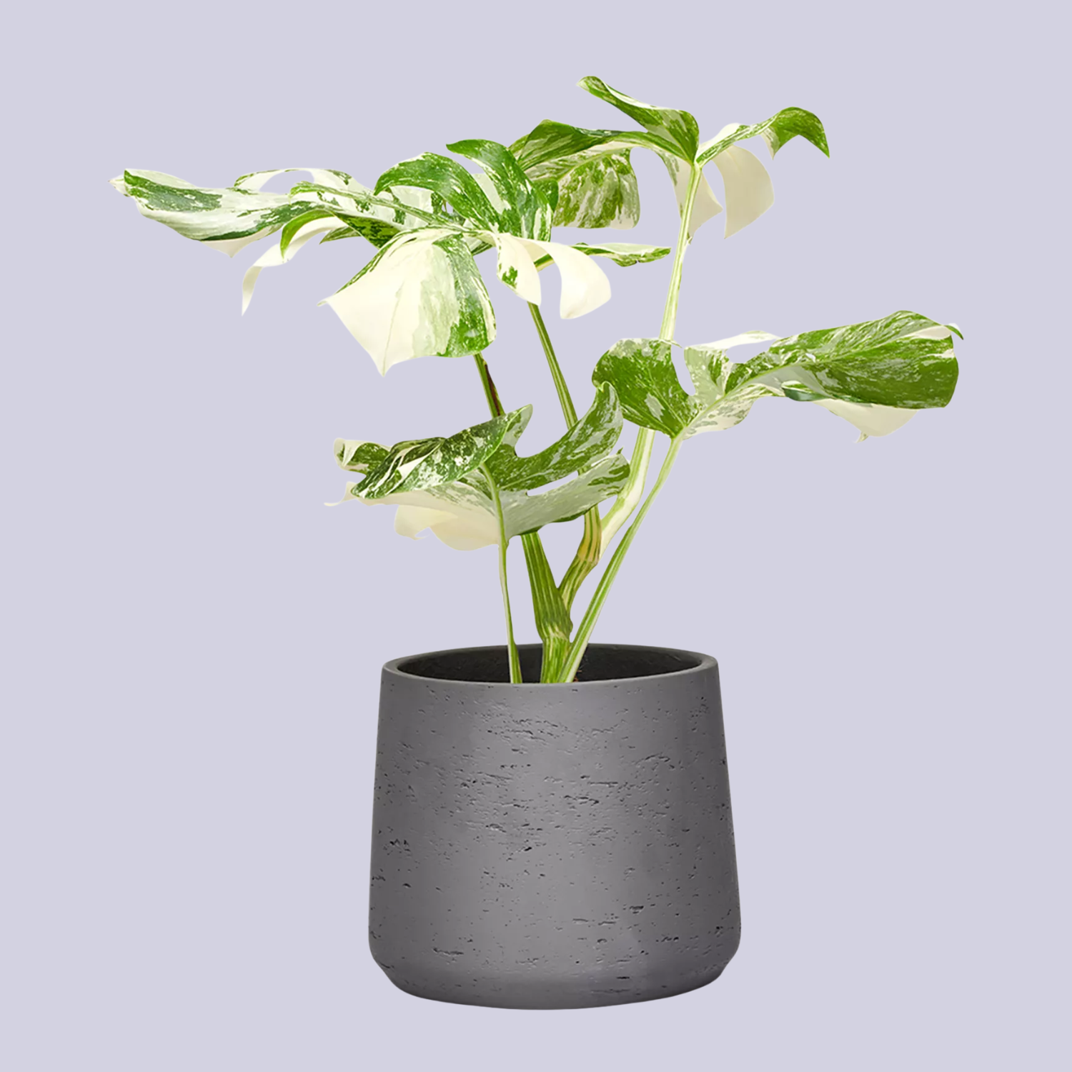 A potted dual-toned variegated cheese plant