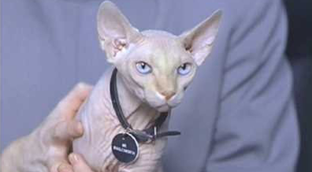 Mr Bigglesworth (Austin Powers: International Man of Mystery)