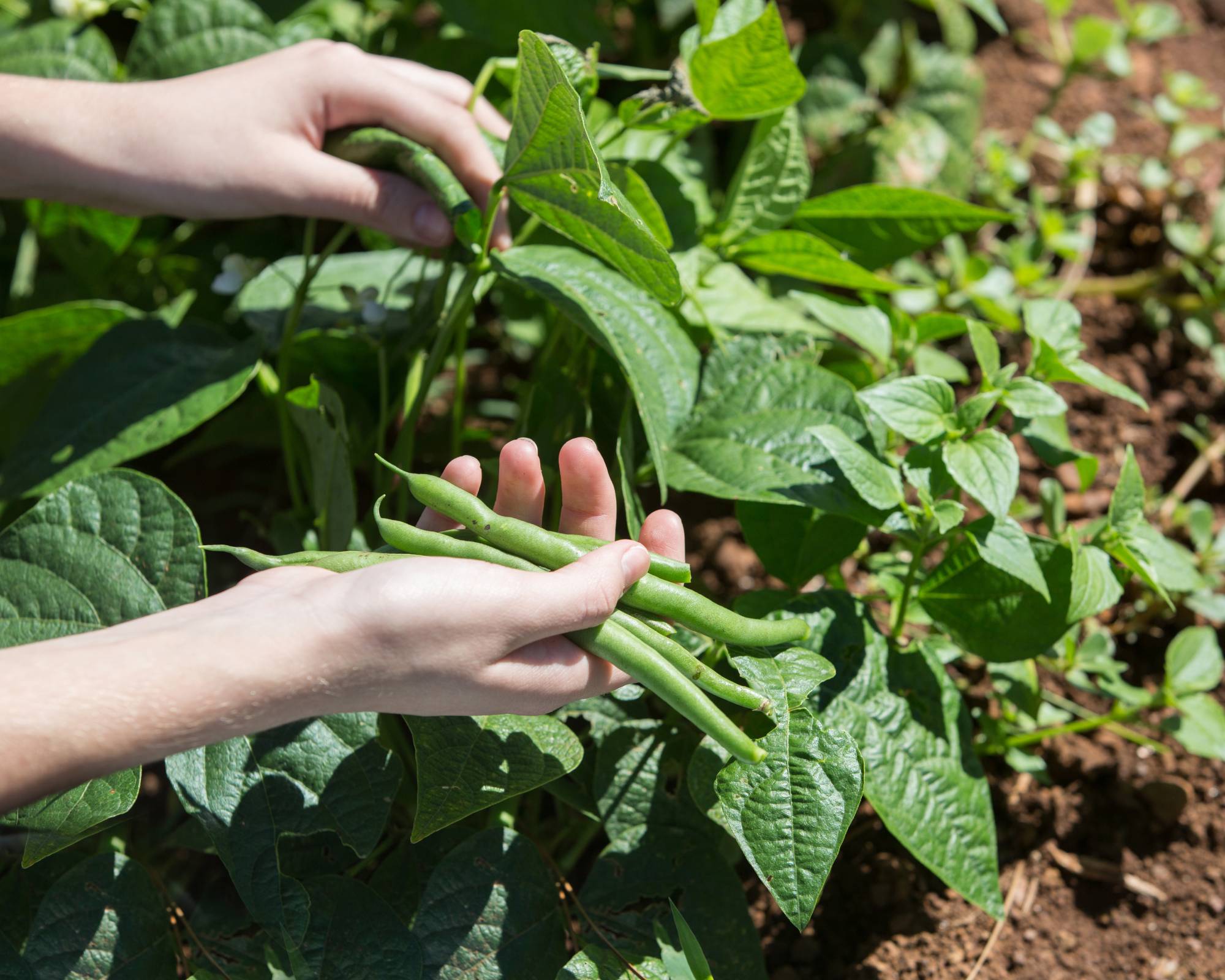 Harvesting bush beans