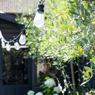 Close up of outside lights hanging from olive trees. Shed in the garden of a two bedroom mid terrace house