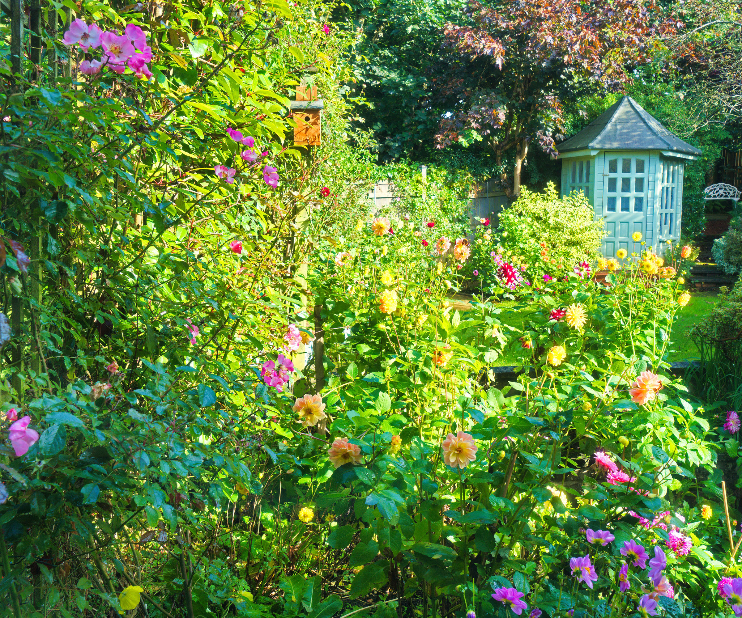 cottage garden border with dahlias and shrubs
