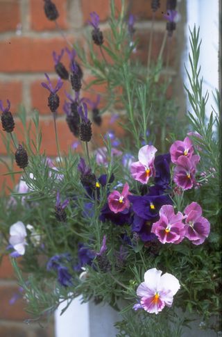 how to grow lavender: Lavandula planted with pansies