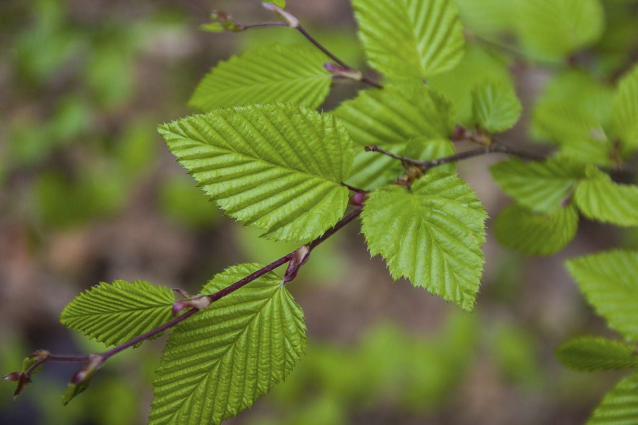 Hornbeam Plant