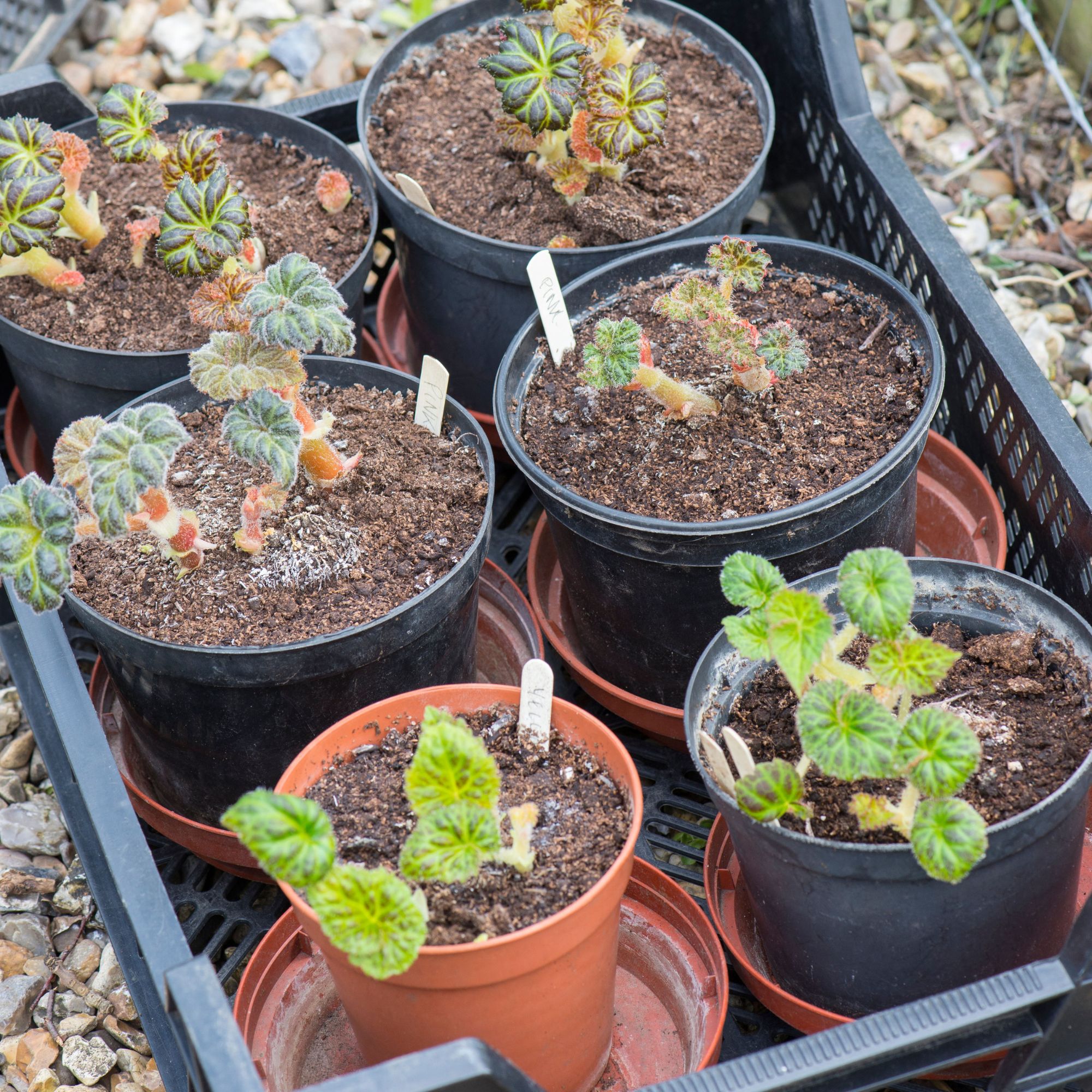 begonia tubers sprouting in pots