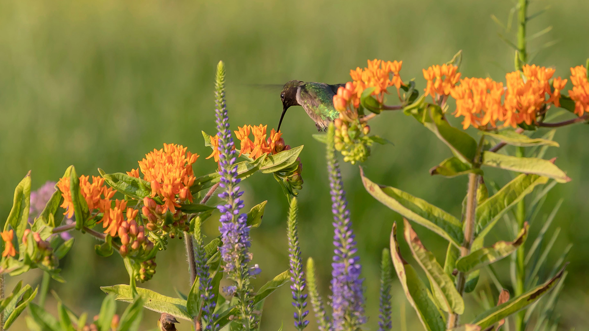 Mixed planting for hummingbird