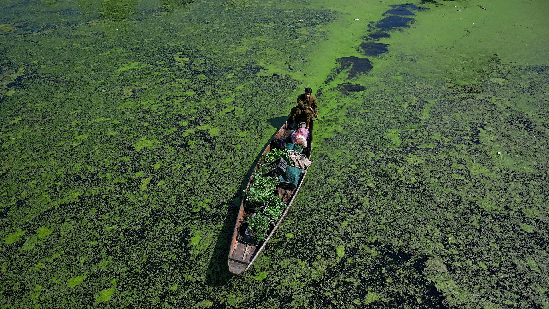 
                                A farmer rows his boat full of crops through a sludgy algal bloom, likely caused by agricultural runoff, on Dal Lake in Srinagar, India
                            