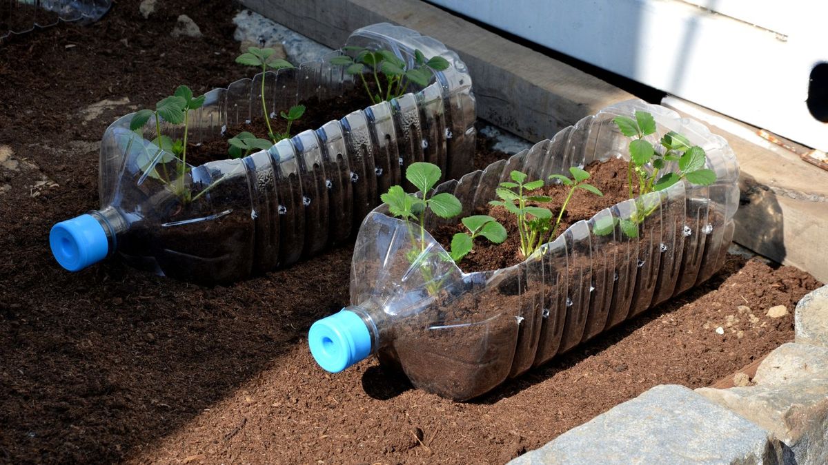 How to reuse plastic bottles in a garden: 7 easy projects | Homes and  Gardens