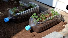 Strawberries growing in plastic bottles