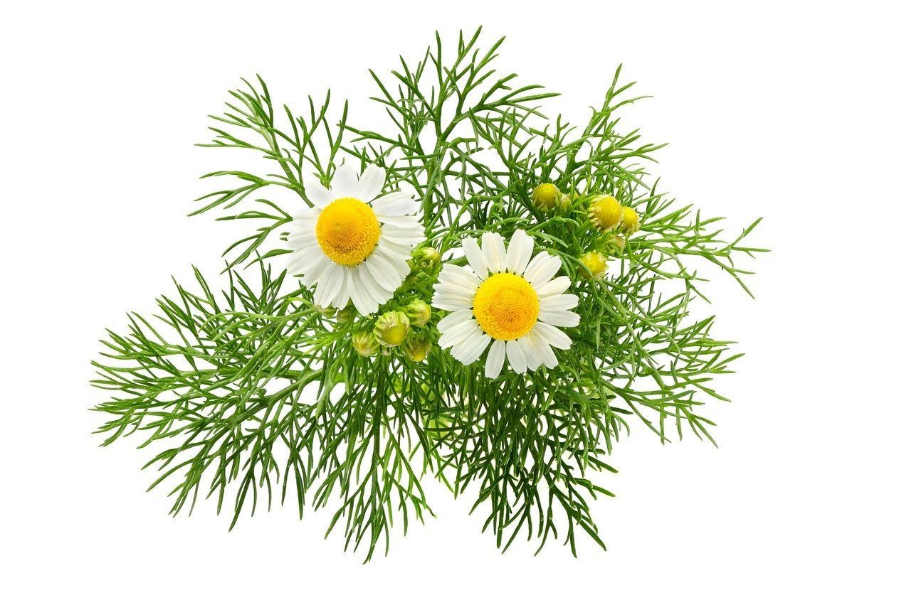 german chamomile