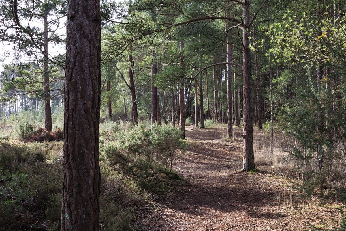 Sigma 23mm F1.4 DC DN Contemporary image gallery: a trail leading through green woodland