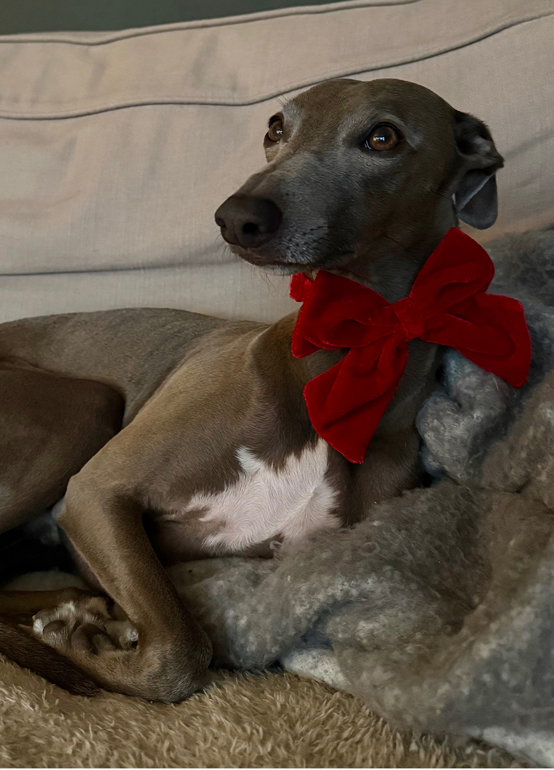 Grey whippet sat on a sofa wearing a red velvet bow tie