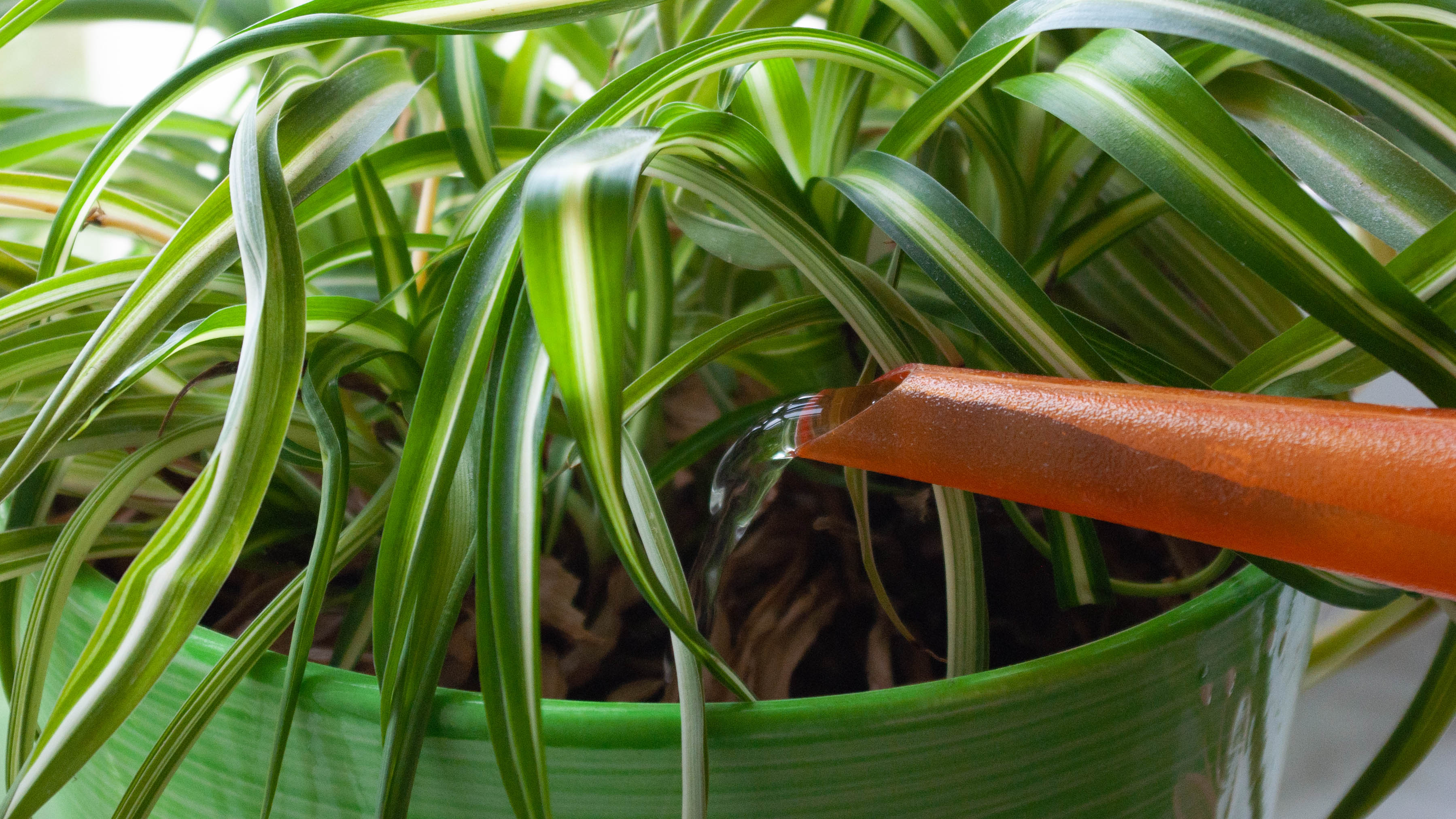 Uma planta de aranha sendo regada