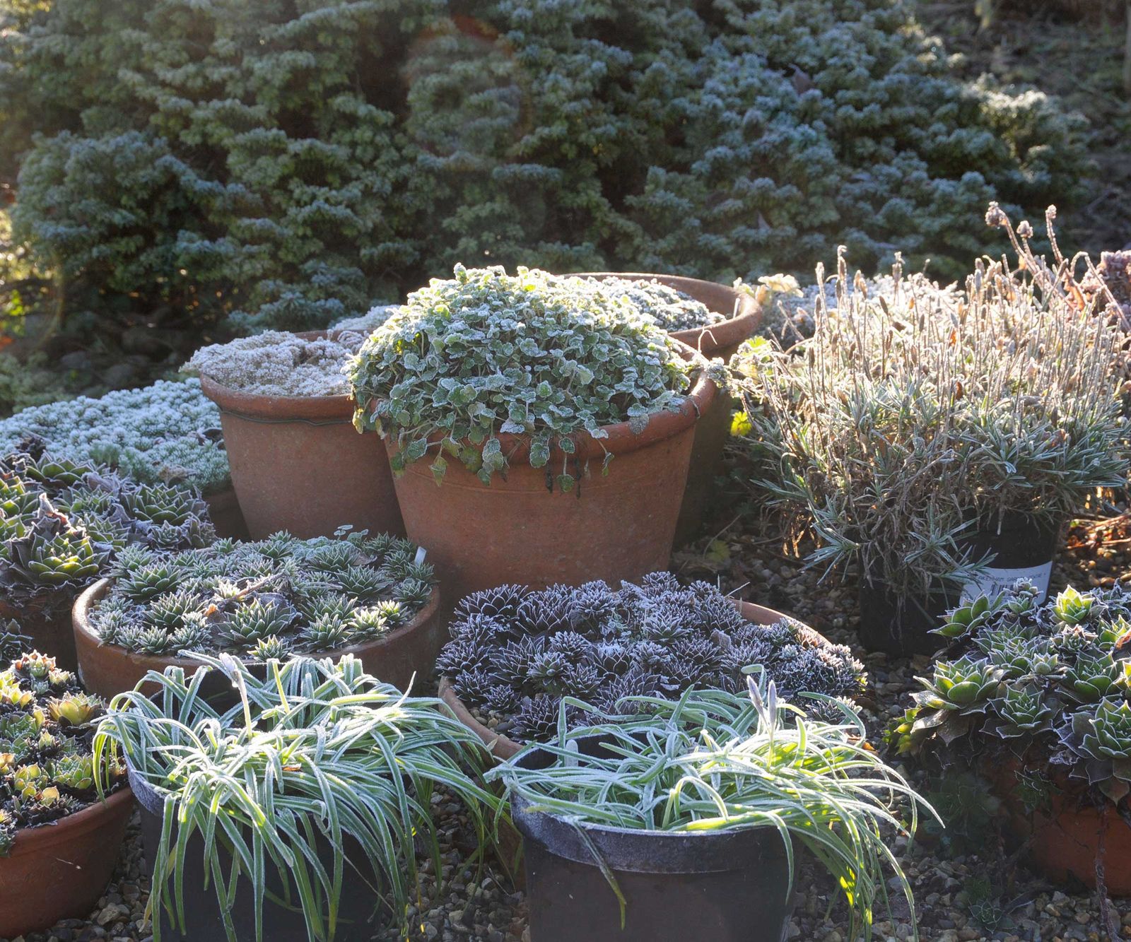 How to protect container plants from winter weather