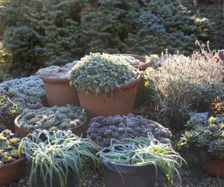 frosty garden pots