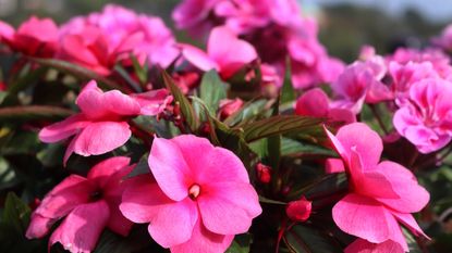 Impatien plants with pink blooms in a sunny garden border