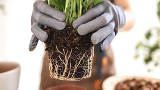 picture of a plant with overgrown roots