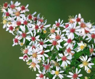 Aster with white blooms, also known as Symphyotrichum lateriflorum