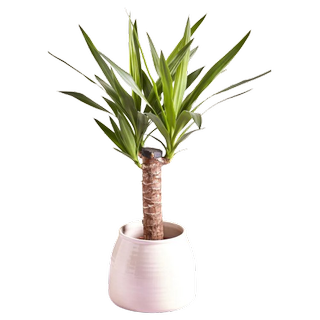 Green Yucca Real Plant in Ceramic