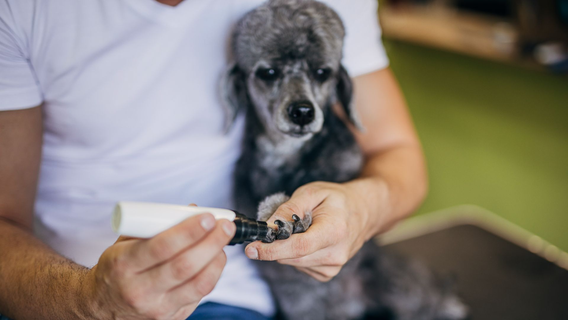 Owner using nail grinder to file down dog's nails