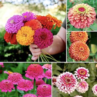 Zinnias for cutting seed collection