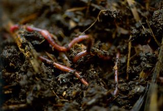 Earthworms in mulch