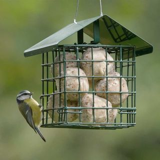 Dual Suet Feeder for Fat Balls & Cakes - Suet Bird Feeders