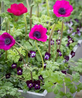 window box planted with viola and anemone