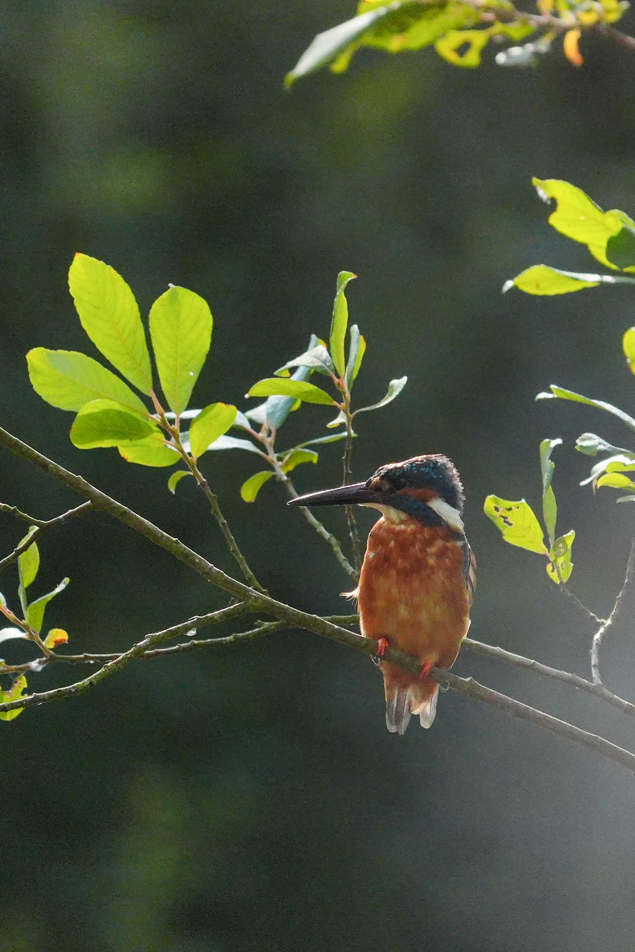 A photo taken on a Sony RX10 V bridge camera
