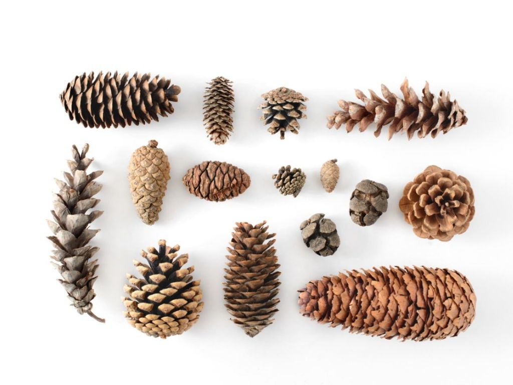 Are Pine Cones Edible? Parts Of A Pine Cone You Can Ea | Gardening Know How