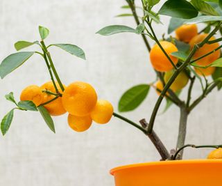 Calamondin orange tree growing indoors