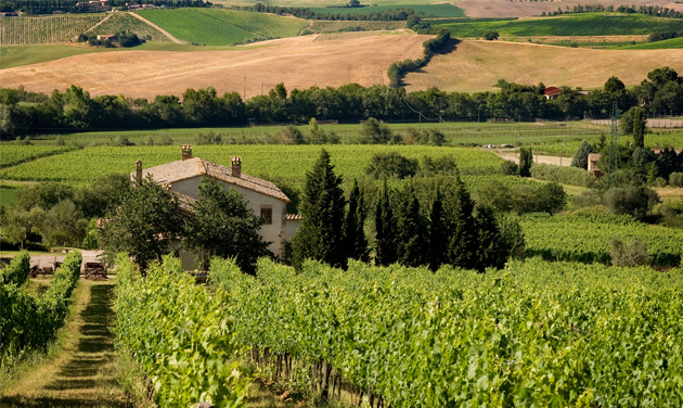 Italy Brunello di Montalcino Le Chiuse vineyards