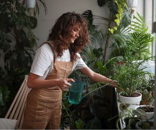 Watering houseplants with a watering can