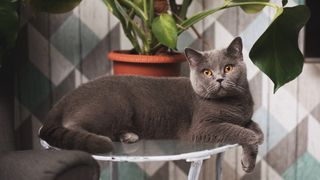 These fun facts about British shorthair cats will have you eager to adopt one — if you haven't already! 