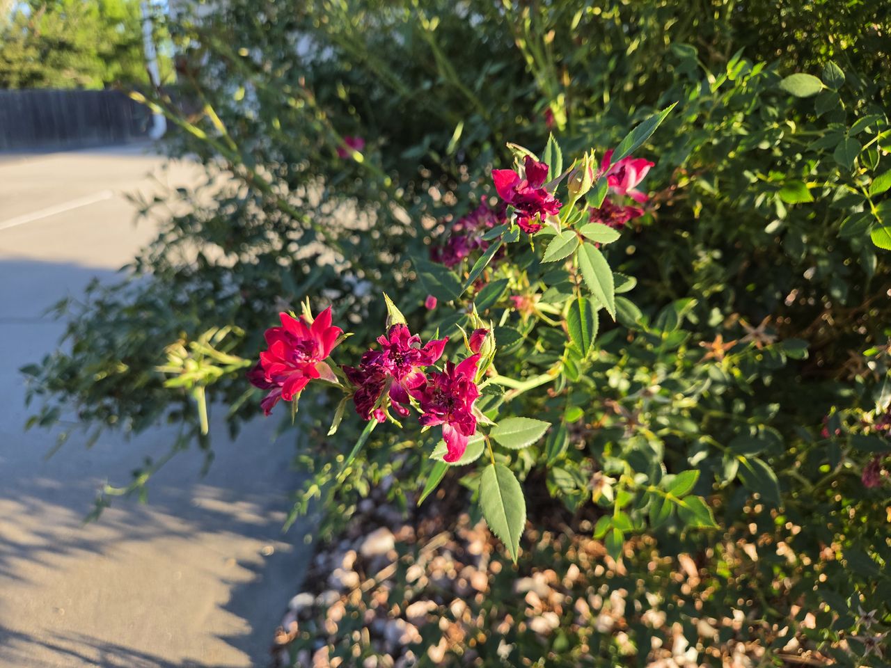 Photos of a car, plant, and man taken on the Samsung Galaxy S26