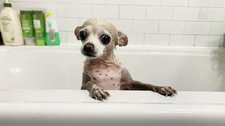 Cute dog in bath