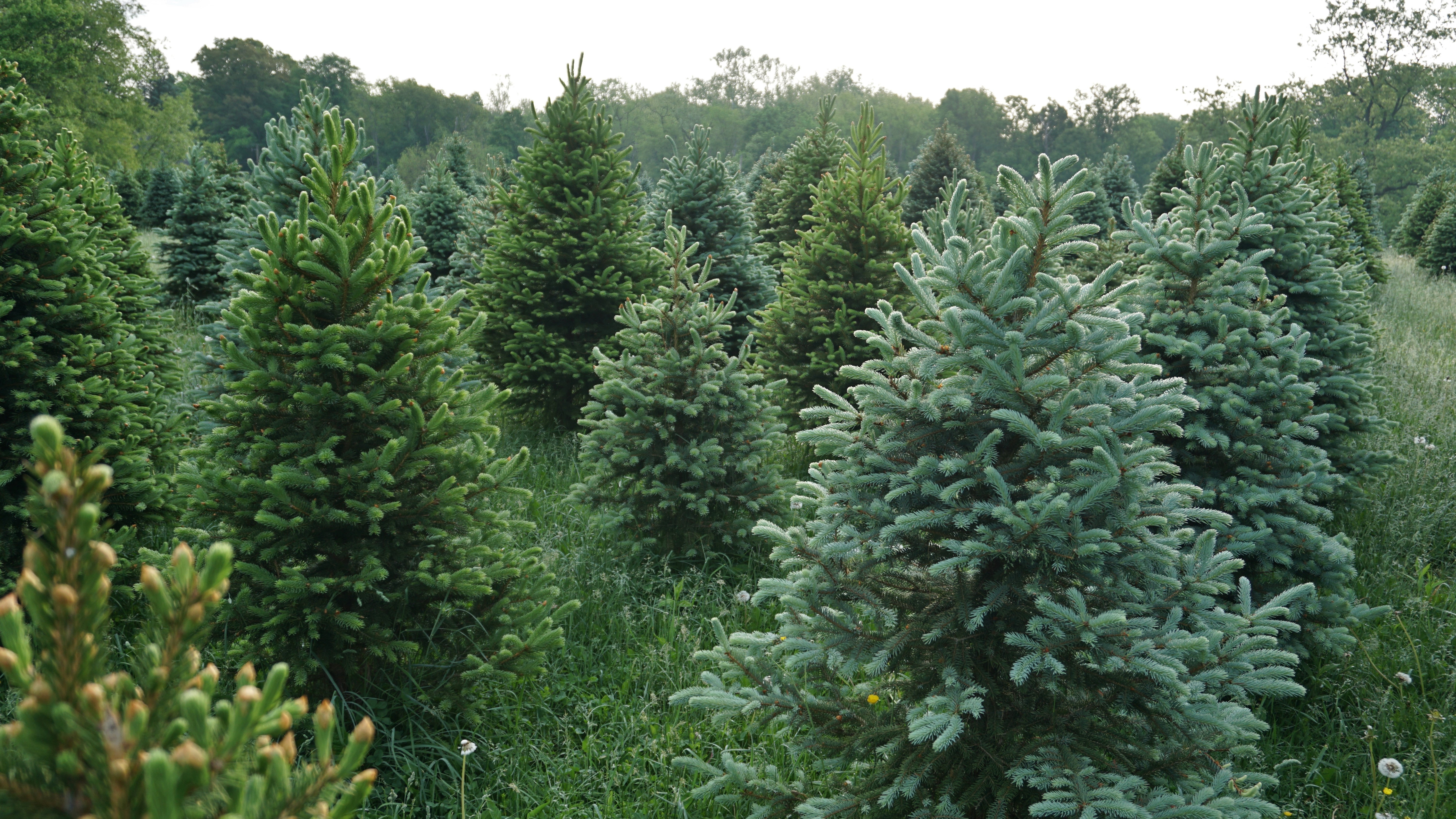a forest of norway spruce trees