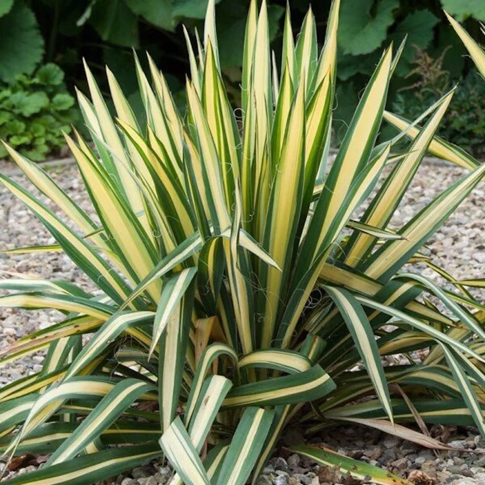 Tanaman yucca emas di luar