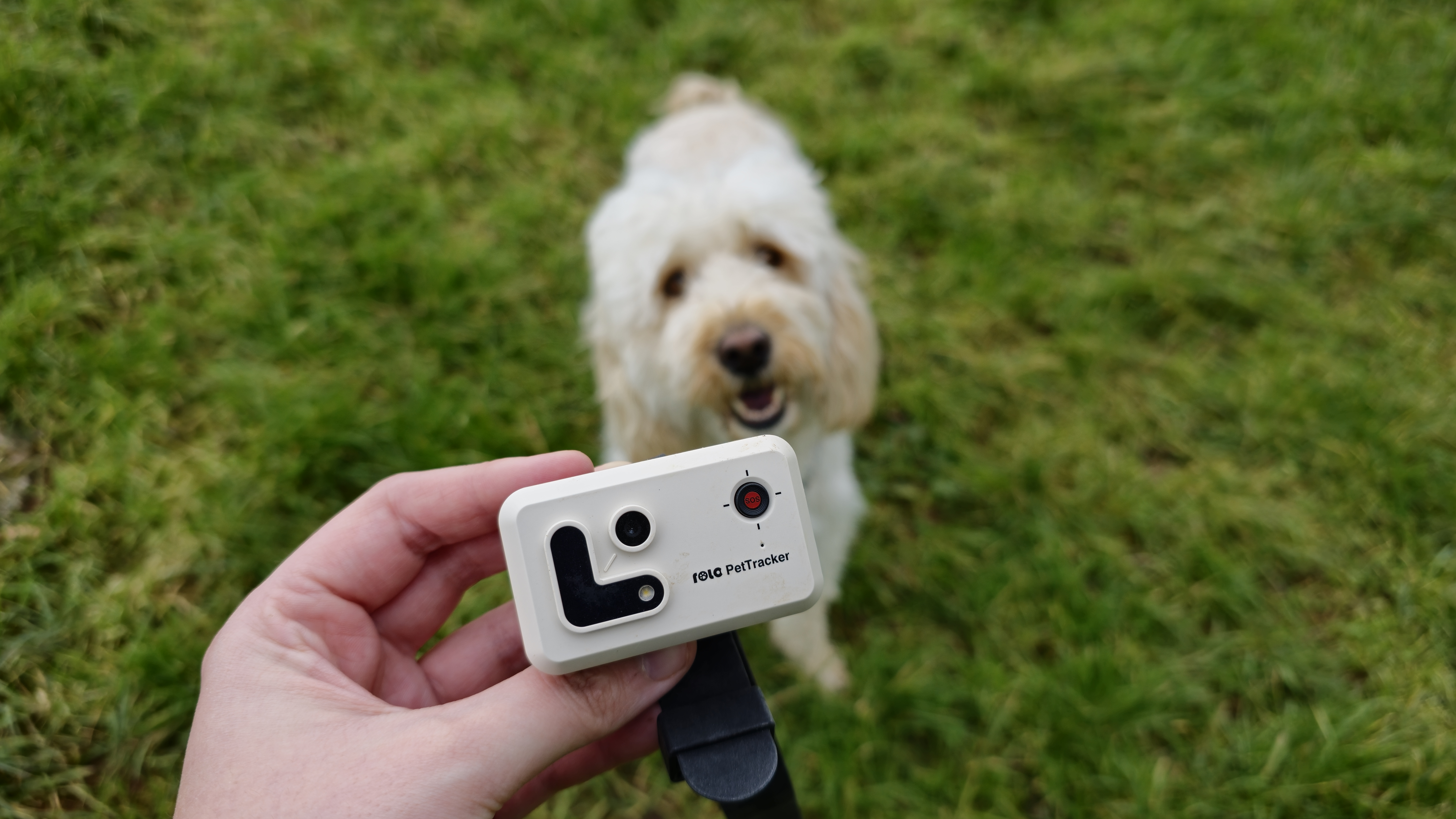 Techniques And Tutorials For Pet Photography Digital Camera World