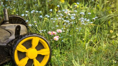 wild flowers growing in an area of grass