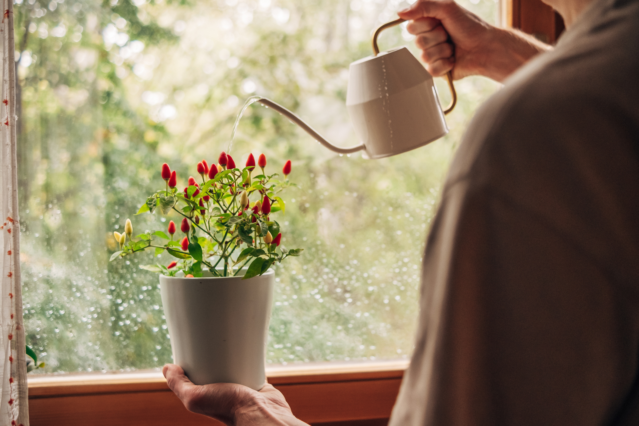 A person watering their indoor plant in front of a rainy window. 