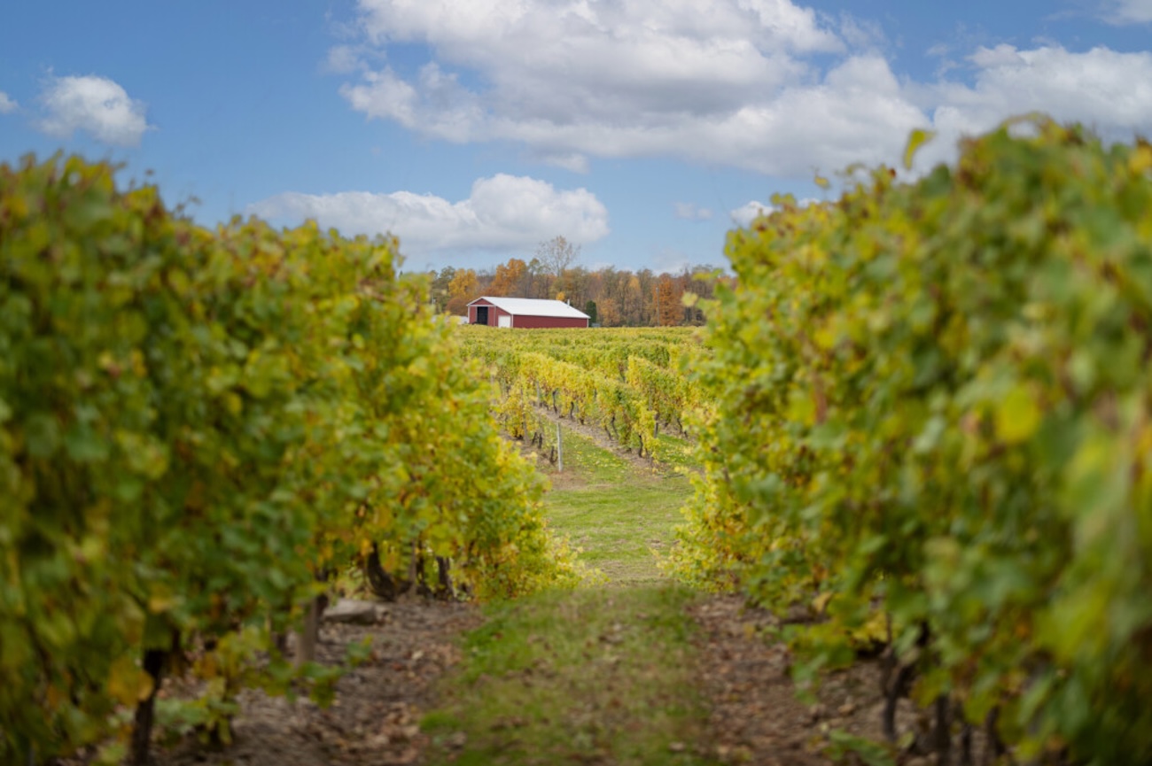 vineyards at Lahoma