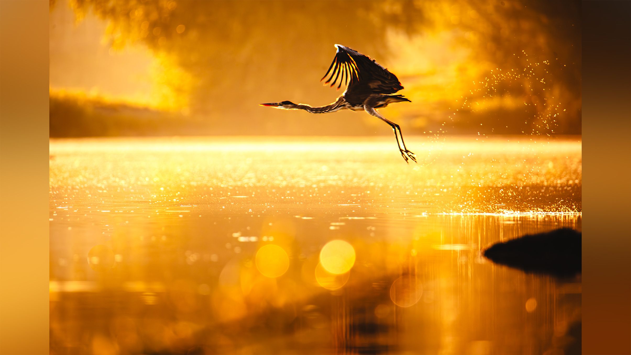 A heron gracefully flies over a golden-hued lake, sparks of water glistening in the sunlight, creating a serene, magical atmosphere